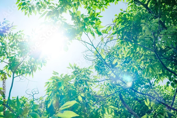 Obraz 新緑の季節の緑の葉と太陽と木漏れ日