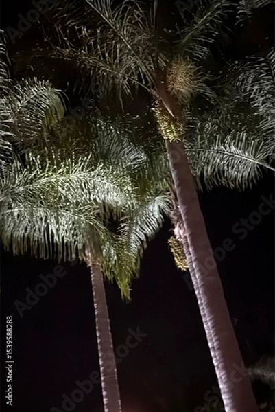 Obraz Illuminated palm trees at night