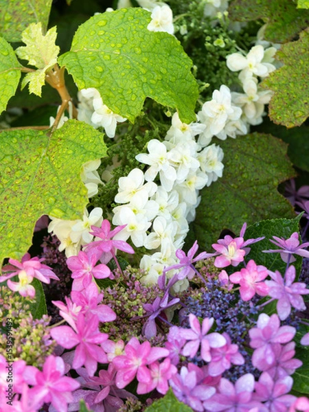Fototapeta 雨に濡れたアジサイの花