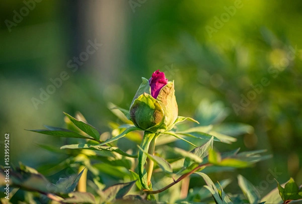 Fototapeta Closed peony flower bud with pink petals surrounded by green foliage. Macro photography with natural sunlight. Flowering season and springtime growth concept. 