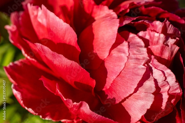 Fototapeta Red peony flower with layered petals in sunlight. Macro shot of blooming flower head. Spring blossom and botanical detail. Macro shot