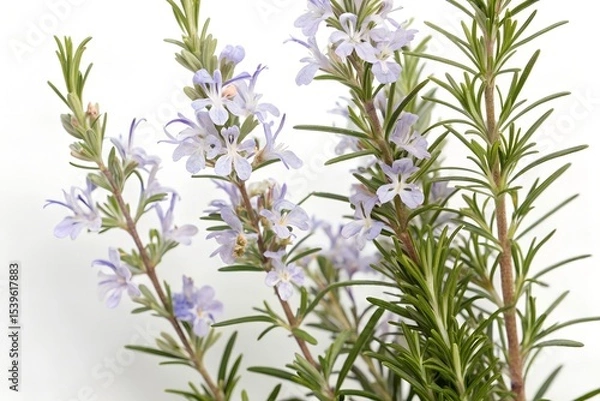 Obraz bunch of rosemary isolated on white