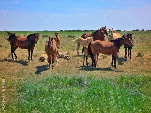 Obraz herd of horses
