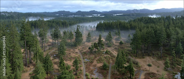 Fototapeta Forest Mountain, green trees and woods	
