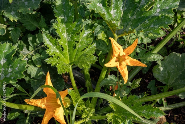 Obraz fleurs de courgette