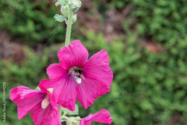 Obraz Rose trémière avec bourdon
