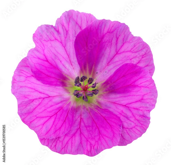 Fototapeta Wonderful red magenta cranesbill in top view. Garden flower isolated on white background, including clipping path.