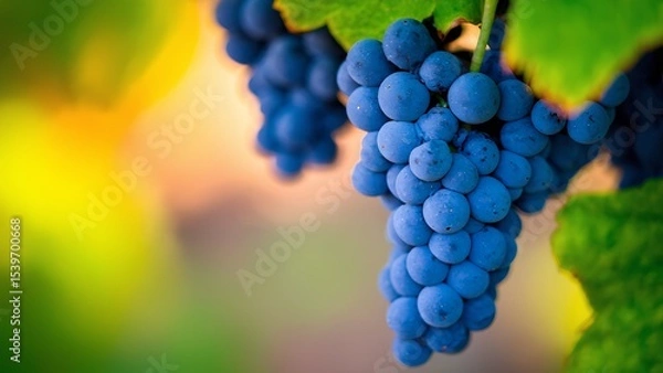 Fototapeta Harvesting grapes vineyard still life photography natural setting close-up wine production