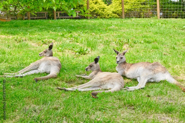 Obraz カンガルー