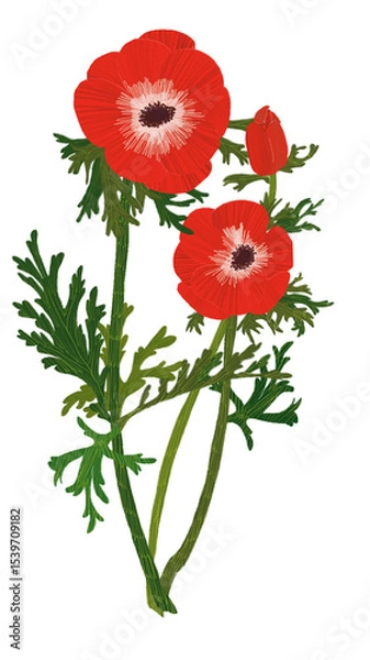 Obraz 빨간 아네모네 일러스트