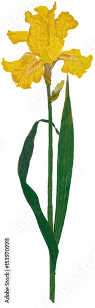 Fototapeta 노란 붓꽃 아이리스 일러스트 (iris flower)