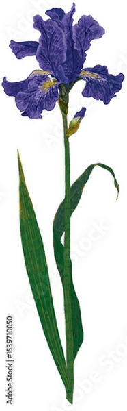 Obraz 아이리스 붓꽃 일러스트