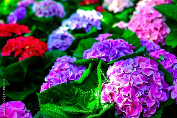 Fototapeta Hydrangea. The beautiful purplish-blue flowers on flowers field background, in the morning garden.