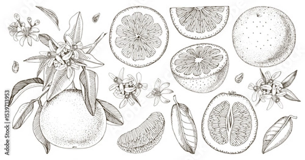 Fototapeta Botanical grapefruit illustrations set vector