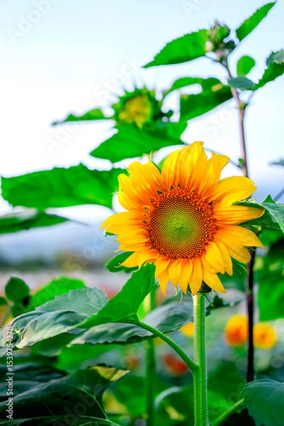 Fototapeta Sunflower. Close-up view, the beautiful yellow flower at the garden.