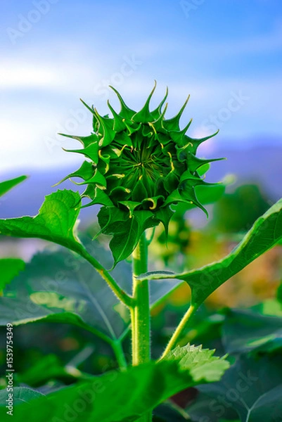Fototapeta Sunflower bud. Close-up view, Inflorescence green sepals and leaves at the garden.