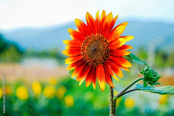 Fototapeta Sunflower. Close-up view, the beautiful orange petals with yellow tips flower at the garden.