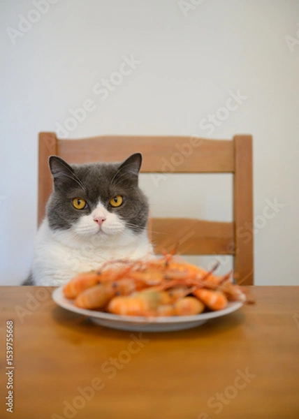 Obraz British Shorthair sitting at the table with a plate of shrimp in front of him