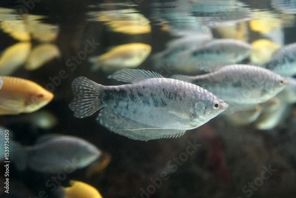 Obraz Opaline Gourami a beautiful freshwater fish in aquarium.	

