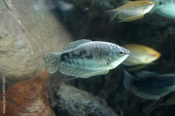 Obraz Opaline Gourami a beautiful freshwater fish in aquarium. 