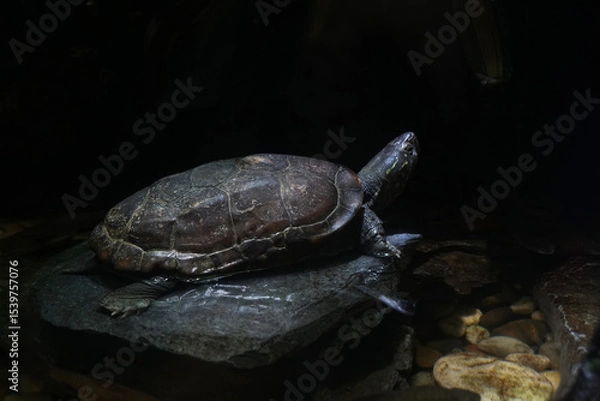 Obraz Turtle standing with its neck raised on a rock in the dark   