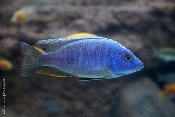 Obraz African Cichlid fish in aquarium.   