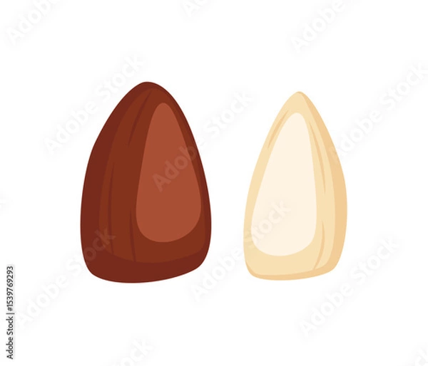 Obraz Vector illustration showing pine nuts in various stages including raw, shelled, roasted, and peeled, isolated