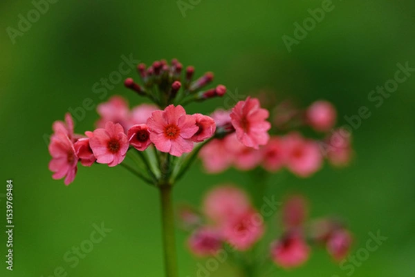 Fototapeta クリンソウ