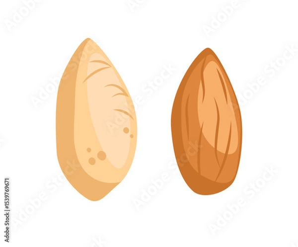Obraz Almond nuts vector illustration isolated on white background. Whole Almond and almond pieces fruit with almond shell