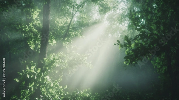 Fototapeta A forest with light rays shining through the trees, creating a peaceful and natural scene with a focus on nature and tranquility for landscapes.