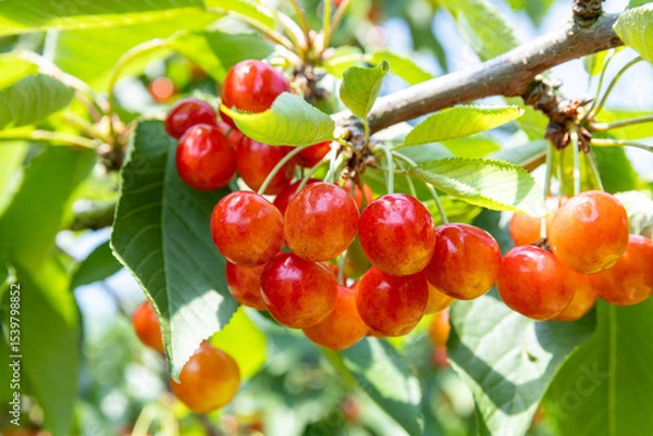 Fototapeta 収穫期のさくらんぼ 　‐紅秀峰‐