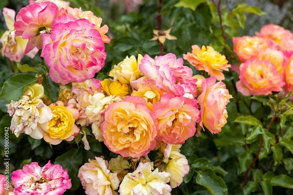 Fototapeta Cluster of colorful blooming roses in garden