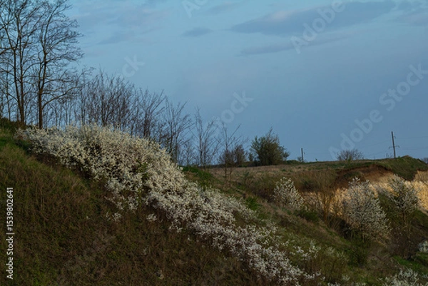 Obraz Spring blossoms brighten a hillside with trees under overcast skies at dusk in a tranquil landscape setting