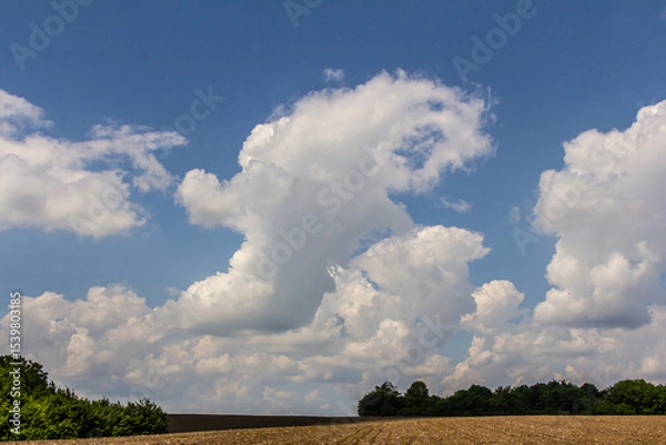 Obraz Fluffy white clouds shaped like animals hovering over a rural landscape on a sunny day with a clear blue sky and distant trees