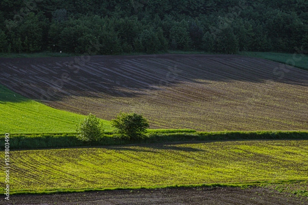 Obraz Vibrant green fields and freshly plowed earth under soft sunlight in a serene rural landscape during late afternoon hours