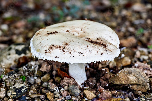 Obraz Image of a mushroom or fungus growing in the forest