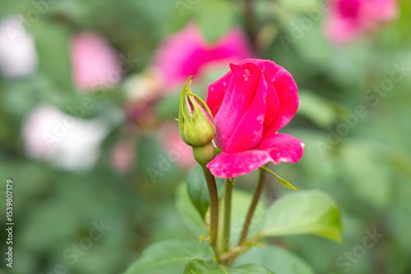 Obraz Close up of pink rose flower and bud in garden
