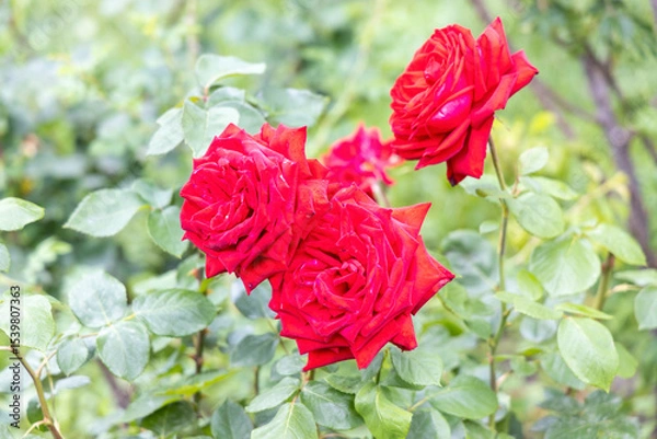 Obraz Bright red roses blooming in a garden