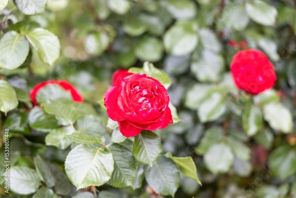 Obraz Close up of red rose blooming in garden with green leaves