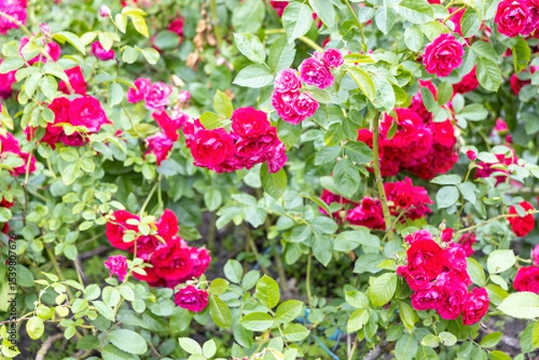 Obraz Bright red roses blooming in garden during summer daylight