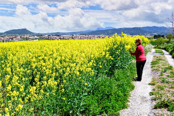 Obraz An elderly woman with curly blonde hair wearing a red sweater picking flowers in a field of yellow rapeseed. Nature, fields