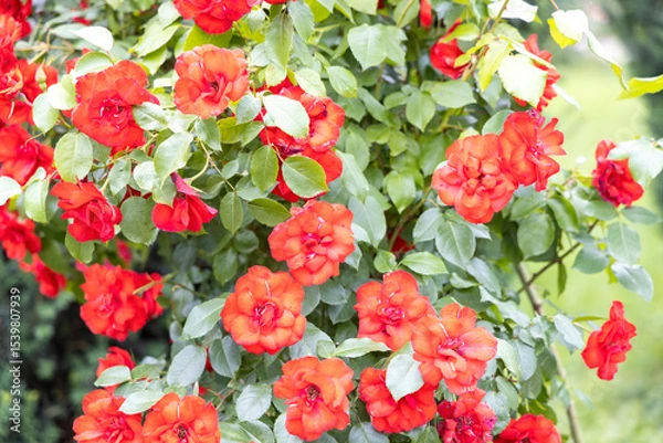 Obraz Vibrant red roses in a garden on a sunny day