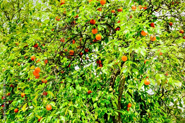 Obraz Tree with ripe oranges in Oromana Park in the city of Alcalá de Guadaira, Seville