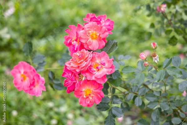 Obraz Cluster of vibrant pink roses in summer garden