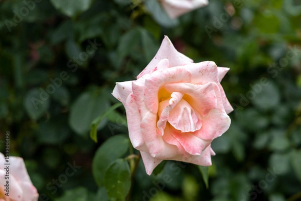 Obraz Close up of pale pink rose in garden
