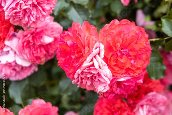 Obraz Close up of vibrant pink and red roses in garden