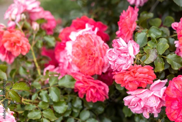 Obraz Close up of vibrant pink and red roses in garden