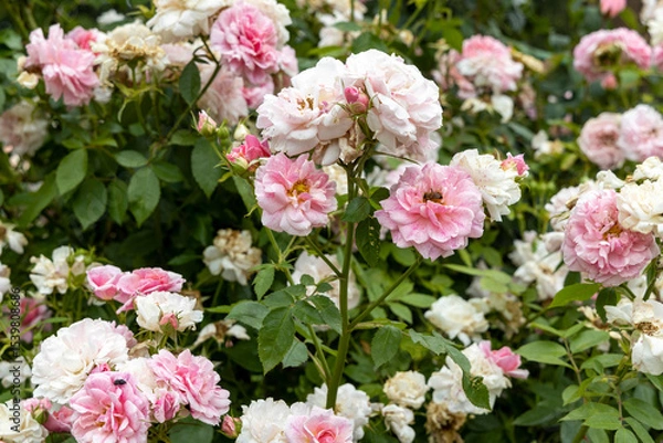 Obraz Cluster of blooming pink and white roses in garden