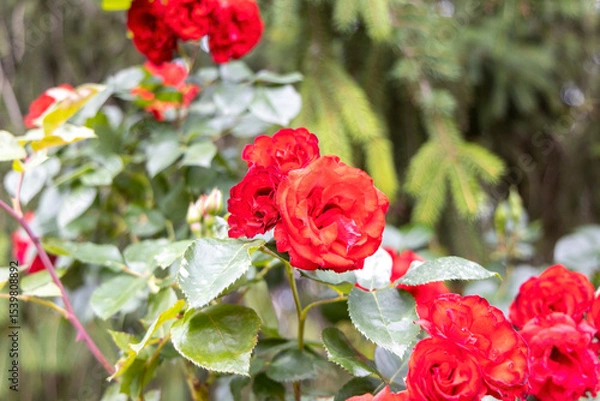 Obraz Vibrant red roses in garden with blurred green background
