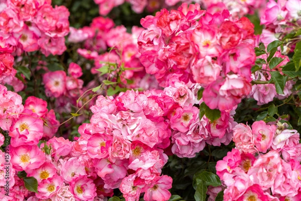 Obraz Close up of vibrant pink blooming roses in garden